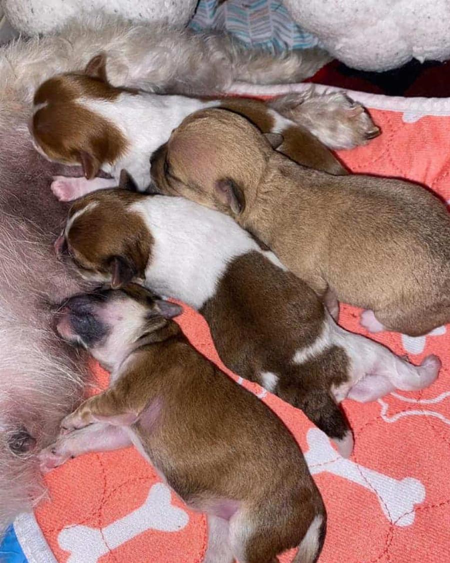 Όλοι την αγνοούσαν: Σκυλίτσα έκλαιγε κοντά στην παραλία για προσοχή με την ελπίδα ότι κάποιος θα τη βοηθούσε με τα νεογέννητα κουτάβια της