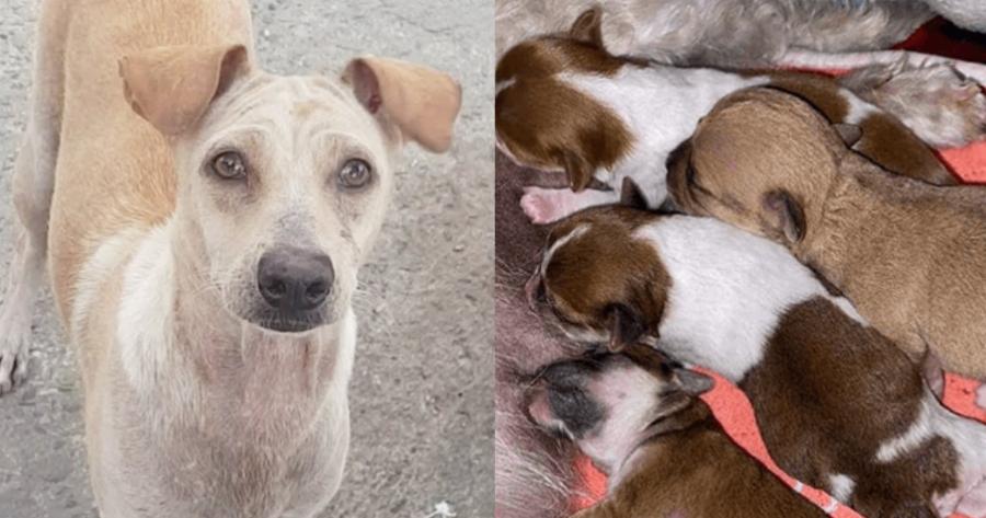 Όλοι την αγνοούσαν: Σκυλίτσα έκλαιγε κοντά στην παραλία για προσοχή με την ελπίδα ότι κάποιος θα τη βοηθούσε με τα νεογέννητα κουτάβια της