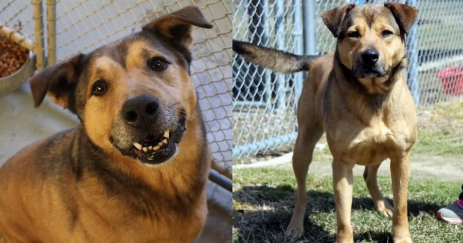 Μετά από 2381 ημέρες που δεν τον ήθελε κανείς: Ο στοργικός σκύλος του καταφυγίου που έμενε σε μια μοναχική γωνιά