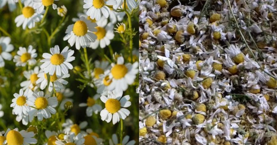 Θαυματουργό Χαμομήλι: Το απόλυτο βοήθημα ύπνου, ασπίδα για τα πεπτικά προβήματα, το στρες ακόμα και για το έκζεμα