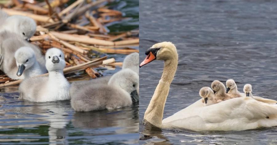 Όταν η φύση συγκινεί: Πατέρας κύκνος φροντίζει μόνος του τα μωρά αφού η μητέρα πέθανε μετά τη γέννα