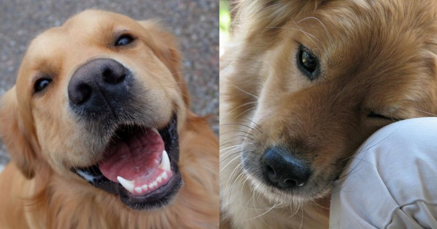 Όχι απλά κατοικίδιο αλλά μέλος της οικογένειας: Η απώλεια ενός σκύλου πληγώνει όσο η απώλεια ενός αγαπημένου ανθρώπου