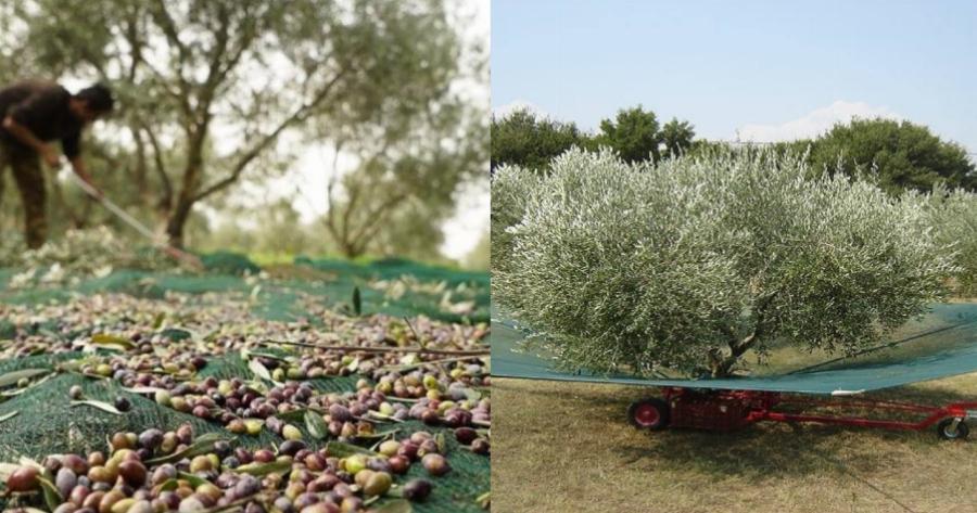 Η ελληνική πατέντα της χρονιάς: Το μάζεμα των ελιών γίνεται παιχνιδάκι μ’ αυτόν τον τρόπο