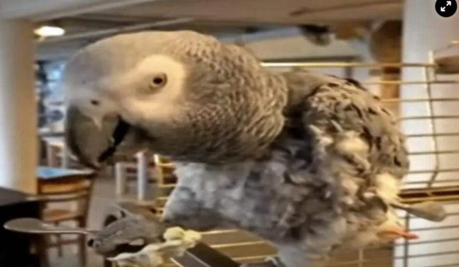 Viral βίντεο: Υπερήλικας παπαγάλος τρώει τζατζίκι και κερνάει ρακή τους τουρίστες