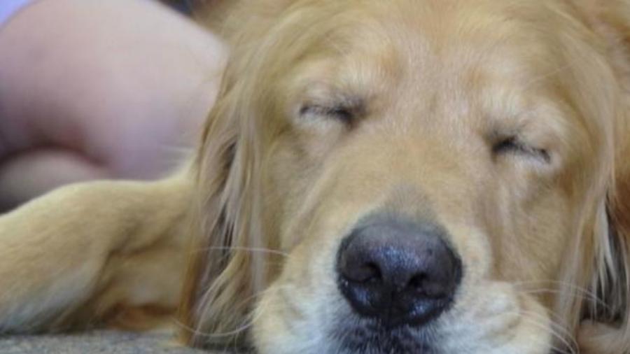 Όχι απλά κατοικίδιο αλλά μέλος της οικογένειας: Η απώλεια ενός σκύλου πληγώνει όσο η απώλεια ενός αγαπημένου ανθρώπου