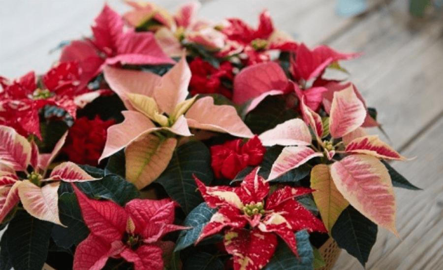 Το λουλούδι των Χριστουγέννων: Ανθίζει τον Δεκέμβριο, έχει βαθύ κόκκινο χρώμα και λέγεται Αλεξανδρινό