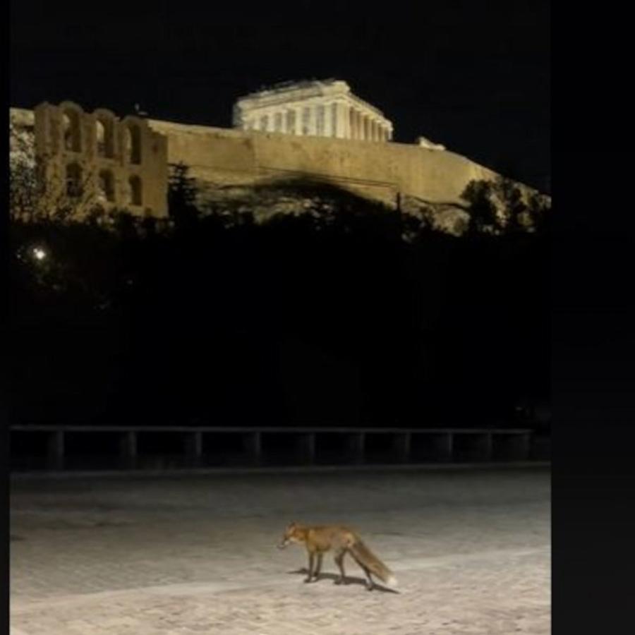 Viral βίντεο από την Ακρόπολη: Αλεπού έκανε χαλαρά την βόλτα της στη Διονυσίου Αεροπαγίτου