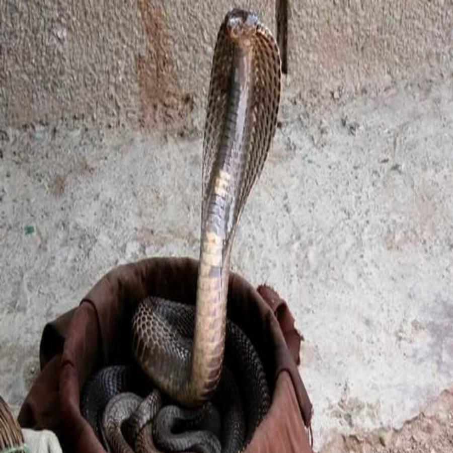 Πρωτόγνωρο περιστατικό στην Ινδία: Παιδί δάγκωσε και σκότωσε κόμπρα