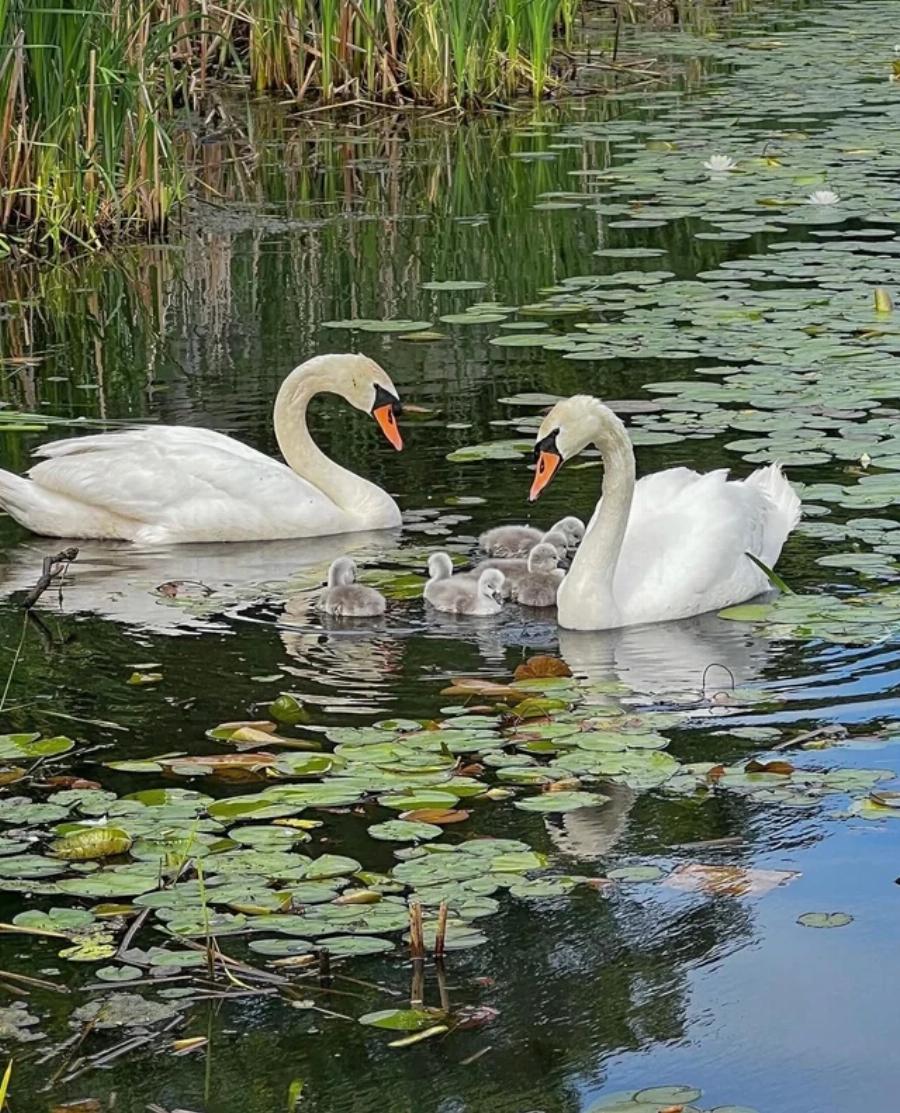 Όταν η φύση συγκινεί: Πατέρας κύκνος φροντίζει μόνος του τα μωρά αφού η μητέρα πέθανε μετά τη γέννα