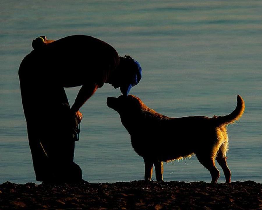 Όχι απλά κατοικίδιο αλλά μέλος της οικογένειας: Η απώλεια ενός σκύλου πληγώνει όσο η απώλεια ενός αγαπημένου ανθρώπου