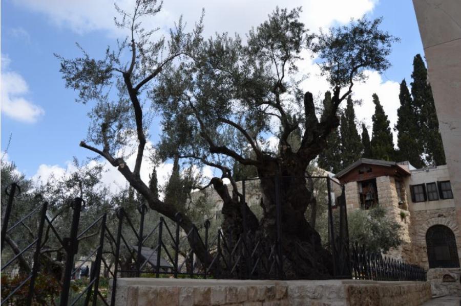 Η τελευταία προσευχή πριν την Σταύρωση: O τόπος στον οποίο προσευχήθηκε ο Χριστός πριν τον μαρτυρικό θάνατo