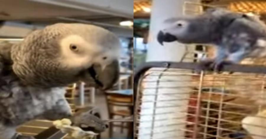 Viral βίντεο: Υπερήλικας παπαγάλος τρώει τζατζίκι και κερνάει ρακή τους τουρίστες