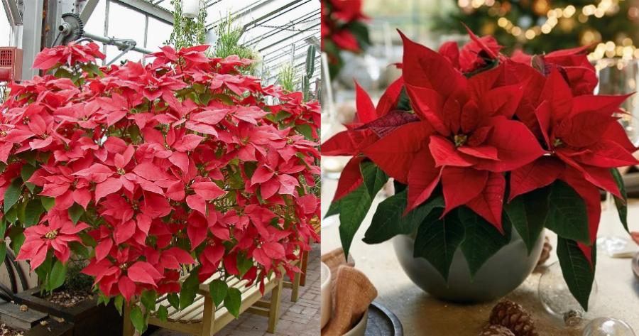 Το λουλούδι των Χριστουγέννων: Ανθίζει τον Δεκέμβριο, έχει βαθύ κόκκινο χρώμα και λέγεται Αλεξανδρινό