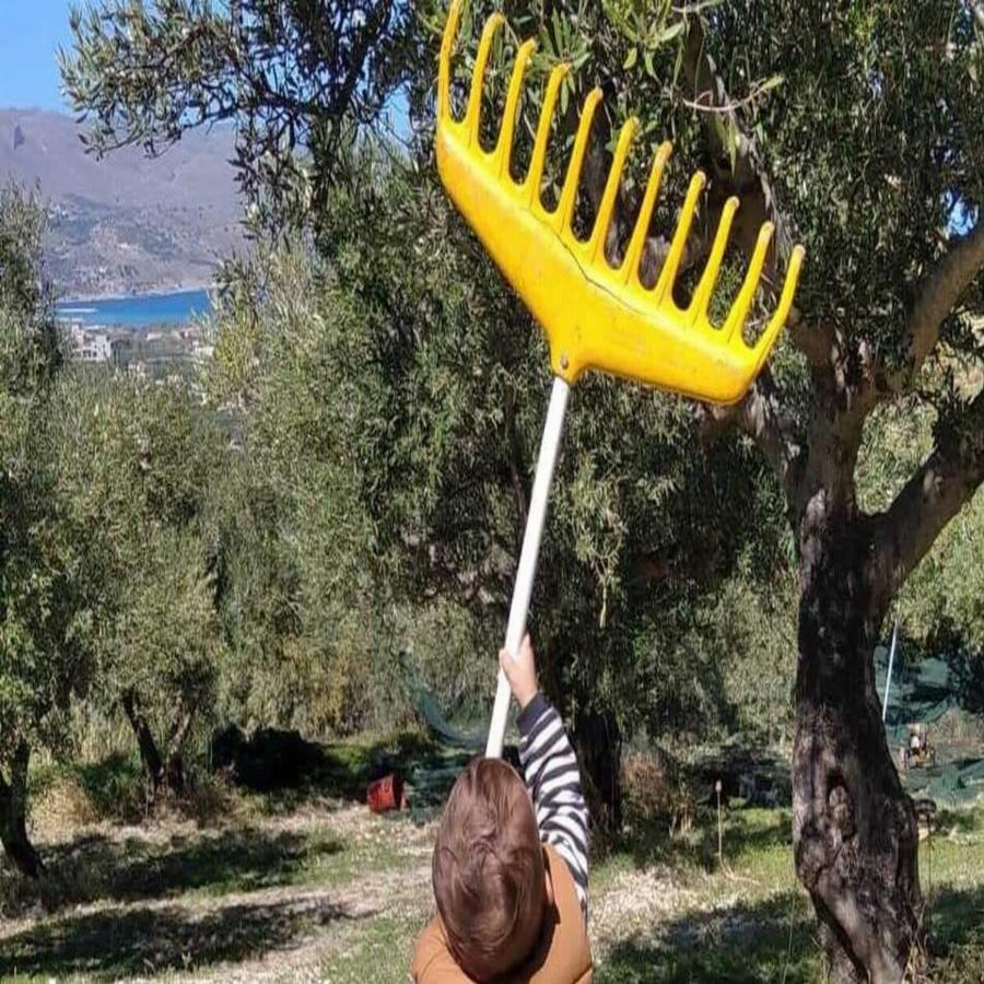 Από μικρός στα χωράφια: Ένας κτηνοτρόφος δυο ετών στην Κρήτη μαζεύει ελιές και αρμέγει πρόβατα