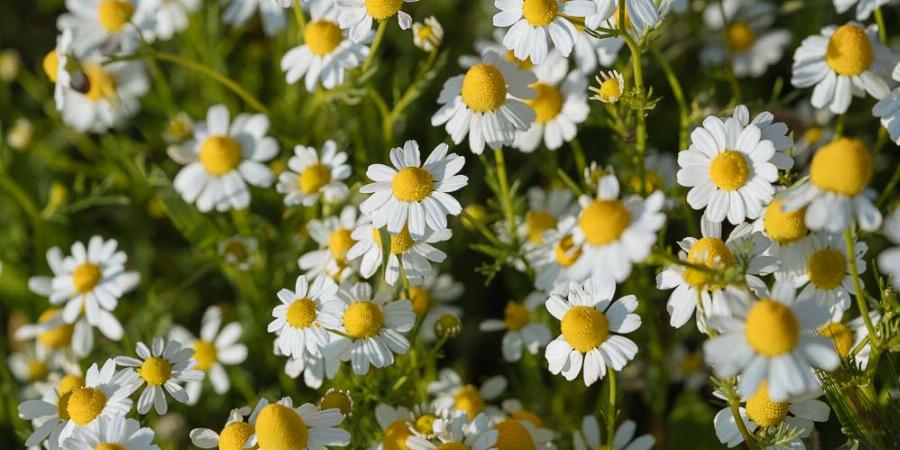 Θαυματουργό Χαμομήλι: Το απόλυτο βοήθημα ύπνου, ασπίδα για τα πεπτικά προβήματα, το στρες ακόμα και για το έκζεμα
