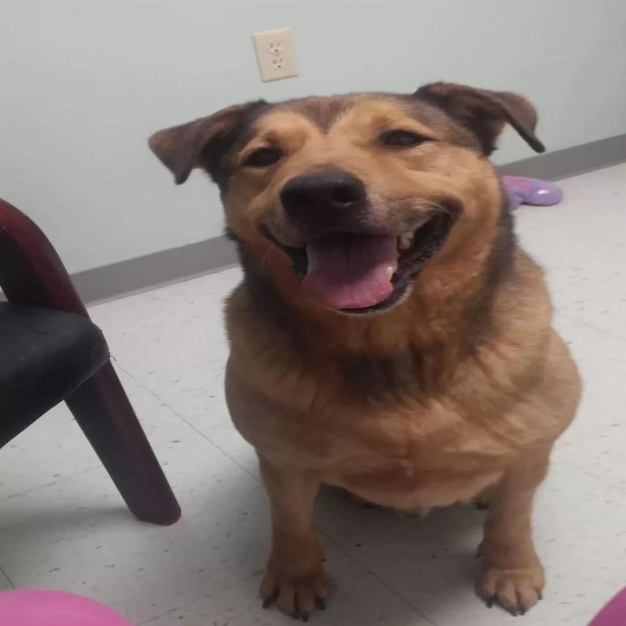 Μετά από 2381 ημέρες που δεν τον ήθελε κανείς: Ο στοργικός σκύλος του καταφυγίου που έμενε σε μια μοναχική γωνιά