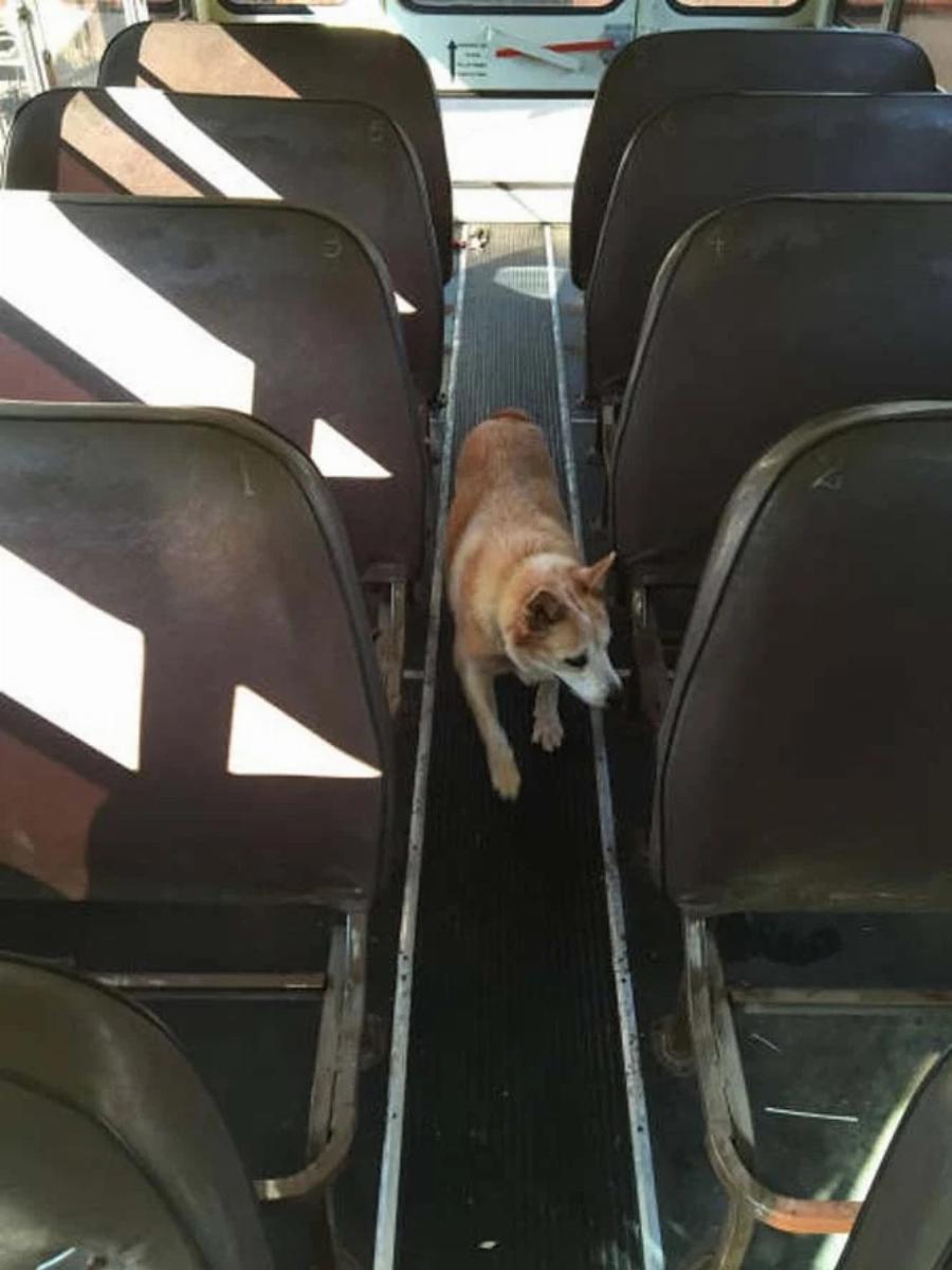 Παλιό λεωφορείο με κόστος 1.000€ μεταμορφώθηκε σε… σπίτι: Δείτε το υπέροχο εσωτερικό του και την όμορφη διακόσμηση