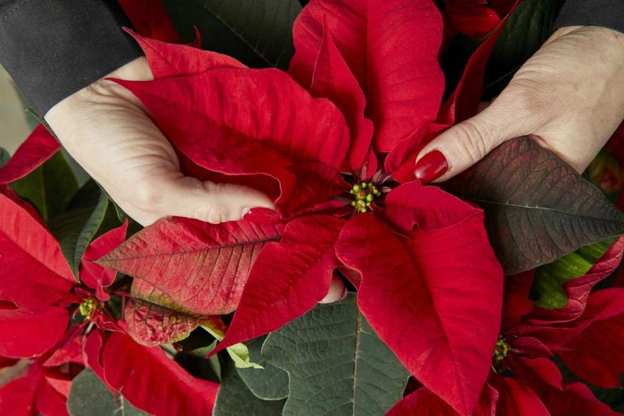 Το λουλούδι των Χριστουγέννων: Πώς να αγοράσετε το κατάλληλο Αλεξανδρινό τις φετινές γιορτές και τι να προσέξετε