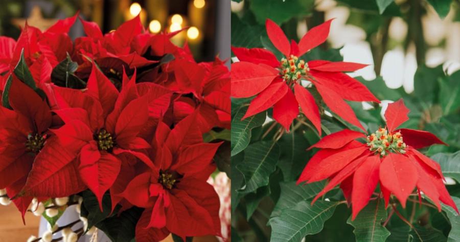 Το λουλούδι των Χριστουγέννων: Πώς να αγοράσετε το κατάλληλο Αλεξανδρινό τις φετινές γιορτές και τι να προσέξετε