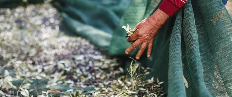 «Πάγωσε» η Κρήτη: Πέθανε ξαφνικά γνωστός γιατρός την ώρα που ράβδιζε ελιές στο χωράφι του