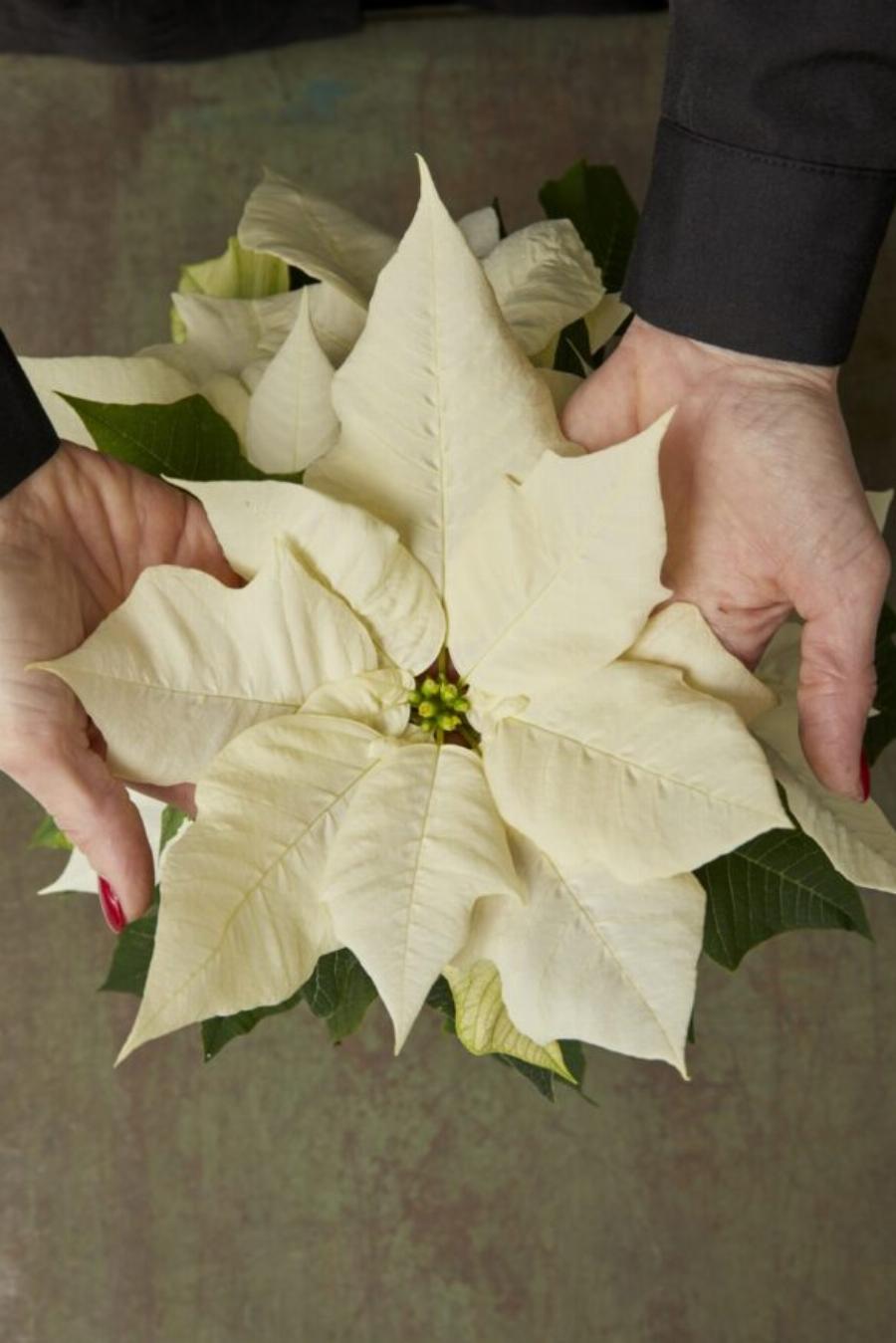 Το λουλούδι των Χριστουγέννων: Πώς να αγοράσετε το κατάλληλο Αλεξανδρινό τις φετινές γιορτές και τι να προσέξετε