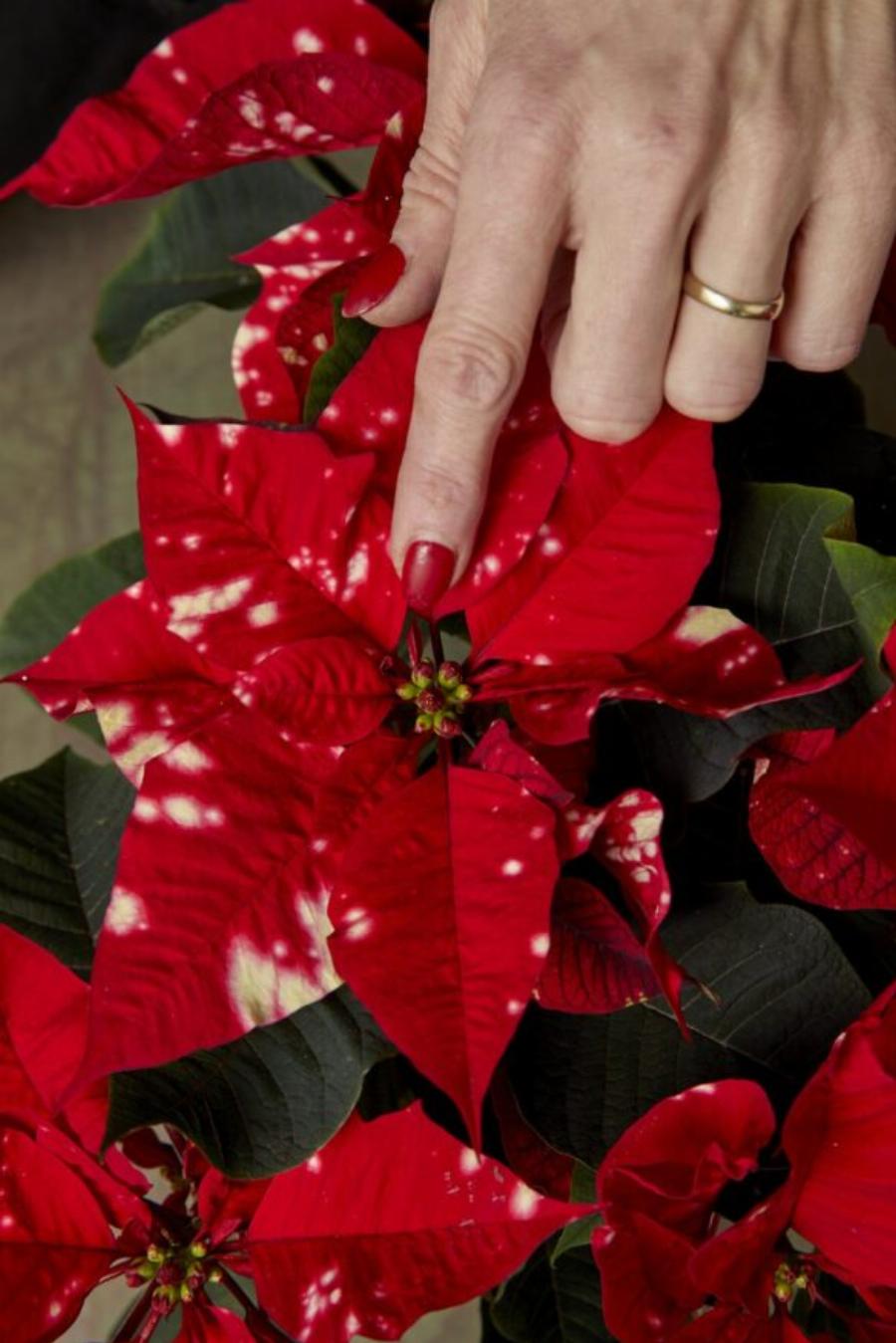 Το λουλούδι των Χριστουγέννων: Πώς να αγοράσετε το κατάλληλο Αλεξανδρινό τις φετινές γιορτές και τι να προσέξετε