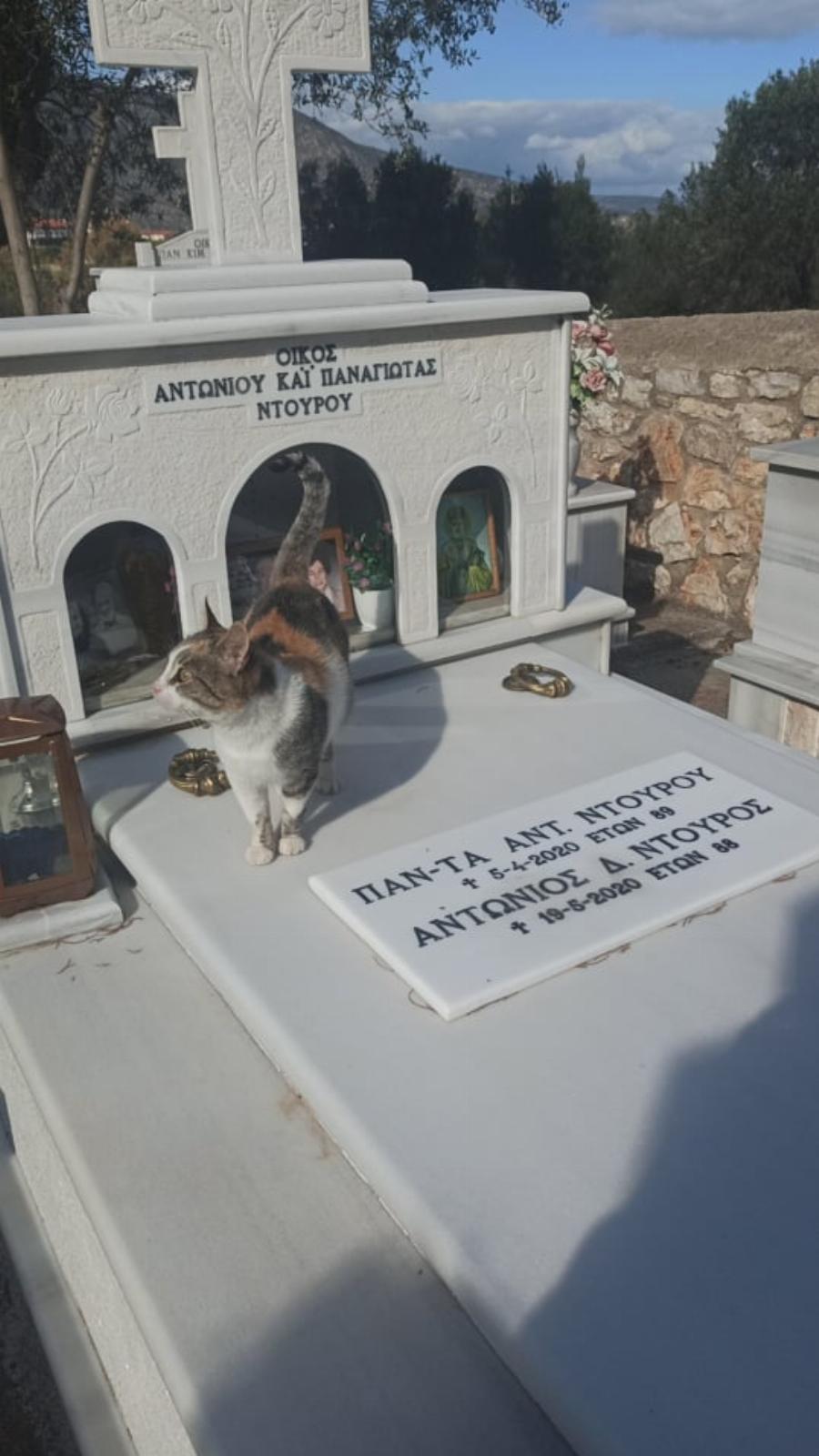 Η γατούλα «Χάτσικο» στο Άστρος Κυνουρίας: Το γατάκι ζει μόνιμα στον τάφο των ανθρώπων που το φρόντιζαν