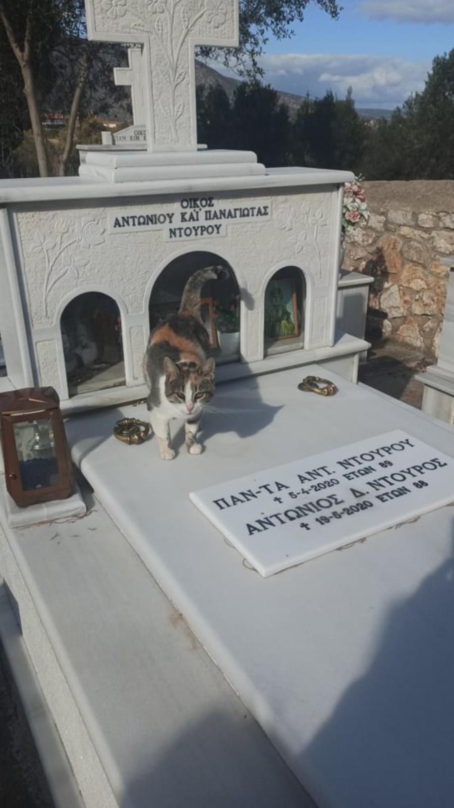 Η γατούλα «Χάτσικο» στο Άστρος Κυνουρίας: Το γατάκι ζει μόνιμα στον τάφο των ανθρώπων που το φρόντιζαν