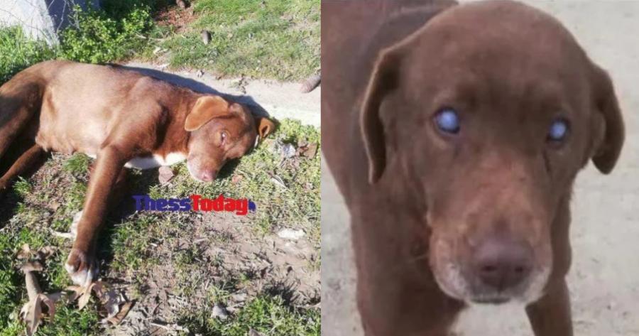 Ραγίζει καρδίες μία τυφλή σκυλίτσα από τη Νάουσα: Περπάτησε 10χιλιόμετρα και επέστρεψε στον άνθρωπο που την είχε σώσει