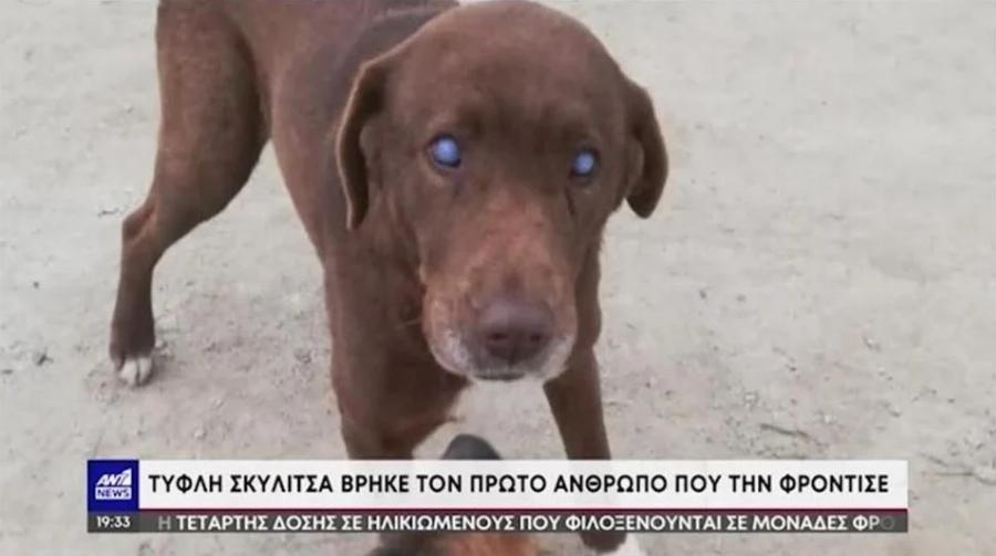 Ραγίζει καρδίες μία τυφλή σκυλίτσα από τη Νάουσα: Περπάτησε 10χιλιόμετρα και επέστρεψε στον άνθρωπο που την είχε σώσει