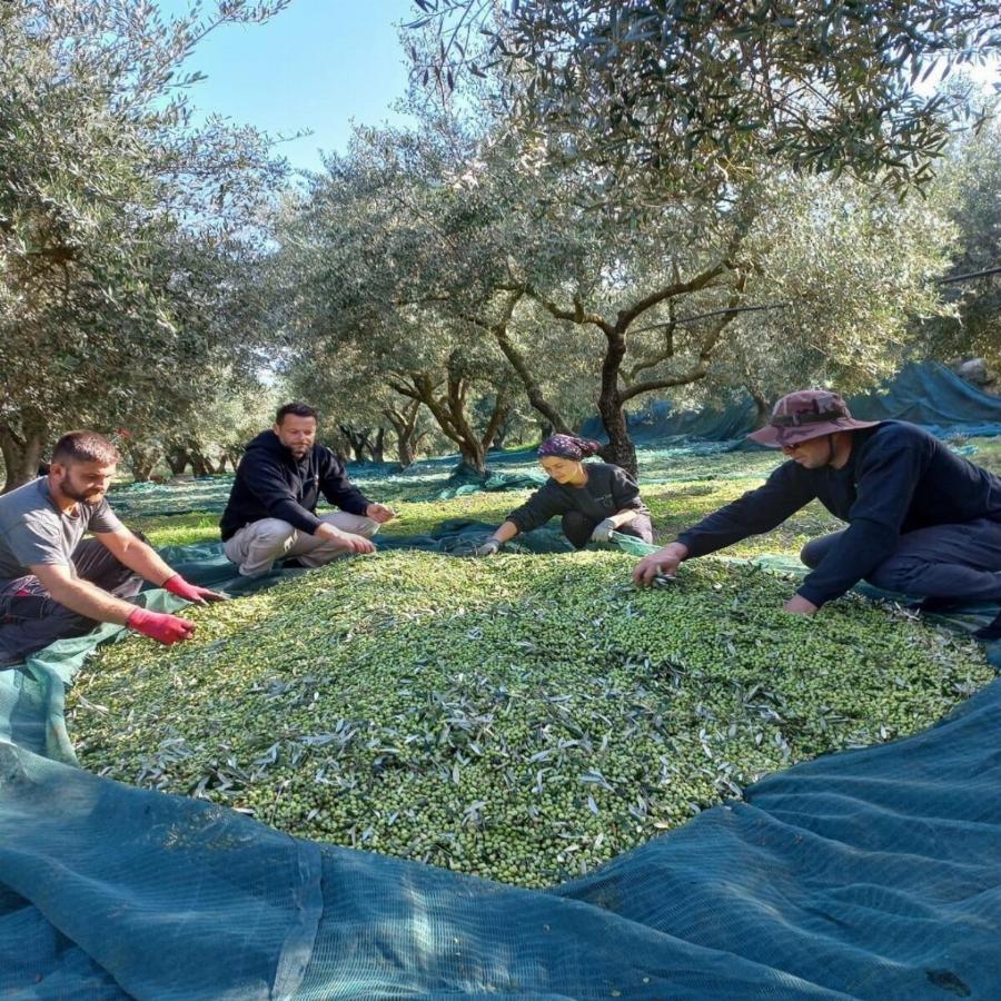 Τα άφησε όλα πίσω του και έγινε αγρότης: Ο Αλέξανδρος Τζόρβας με το που «κρέμασε» τα παπούτσια του έφτιαξε ένα επίγειο παράδεισο στη Λακωνία