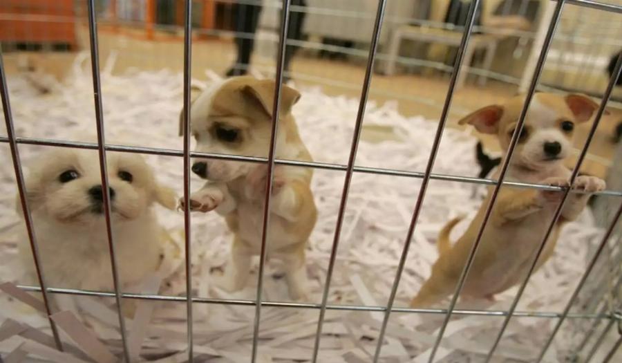 Βαριά «καμπάνα» στην Αμαλιάδα: Πρόστιμο 250.000 ευρώ σε 72χρονο που παράτησε νεογέννητα κουτάβια με τη μητέρα τους σε δάσος