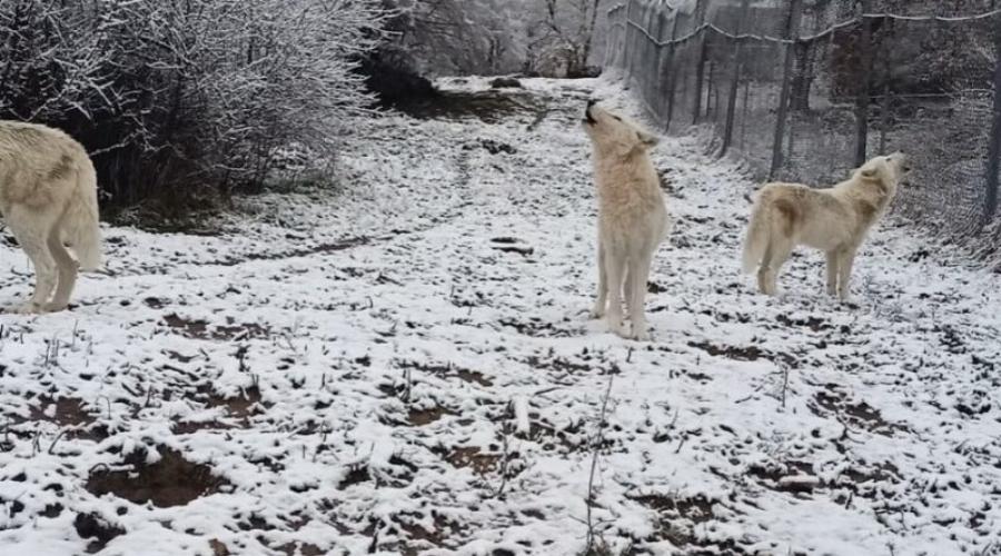 Ατελείωτη ομορφιά με φόντο το χιονισμένο τοπίο: Η κραυγή των λύκων στα πρώτα χιόνια και το εντυπωσιακό βίντεο από τον «Αρκτούρο»