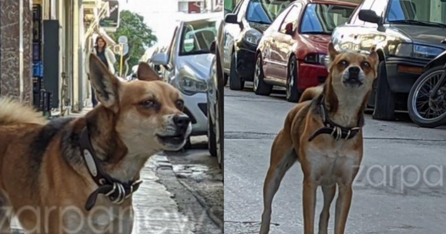 Συγκίνηση με σκυλάκι «Χάτσικο»: Περιμένει υπομονετικά το νεκρό αφεντικό του έξω από το σπίτι στα Χανιά
