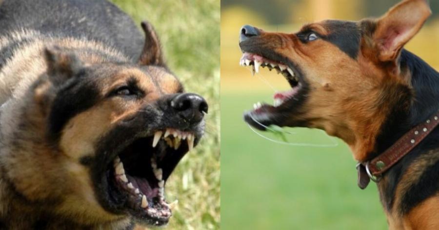 Δεν το χωράει ο ανθρώπινος νους: Σκοτώθηκε ο Φιλήμων Μουλάλα – Τον κατακρεούργησαν τα ίδια του τα σκυλιά