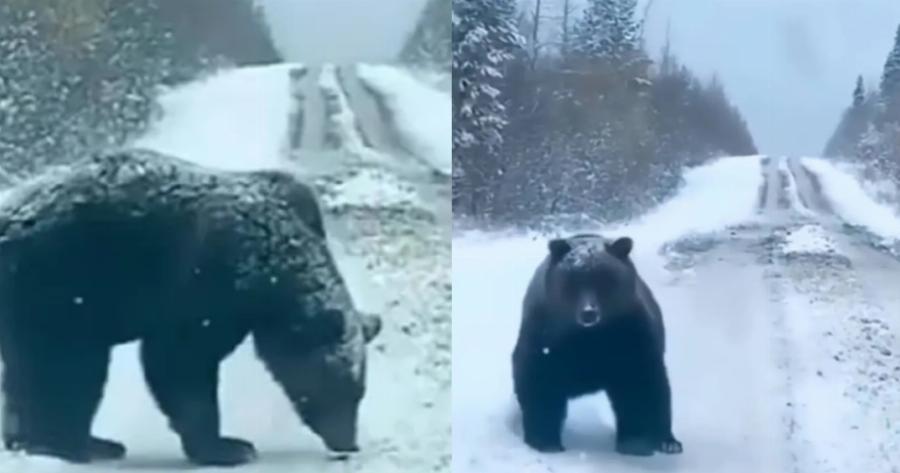 Εξαπάτησε ακόμα και τα τηλεοπτικά κανάλια: Fake news η συνάντηση του οδηγού με καφέ αρκούδα στη Πέλλα