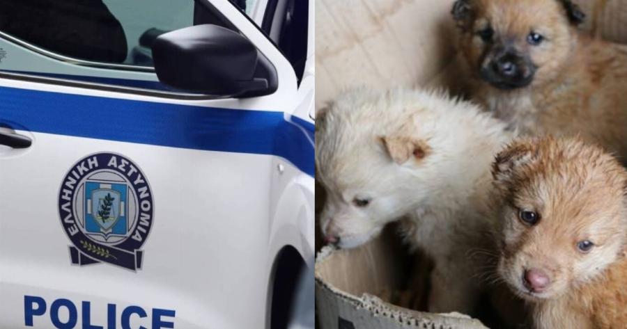 Βαριά «καμπάνα» στην Αμαλιάδα: Πρόστιμο 250.000 ευρώ σε 72χρονο που παράτησε νεογέννητα κουτάβια με τη μητέρα τους σε δάσος