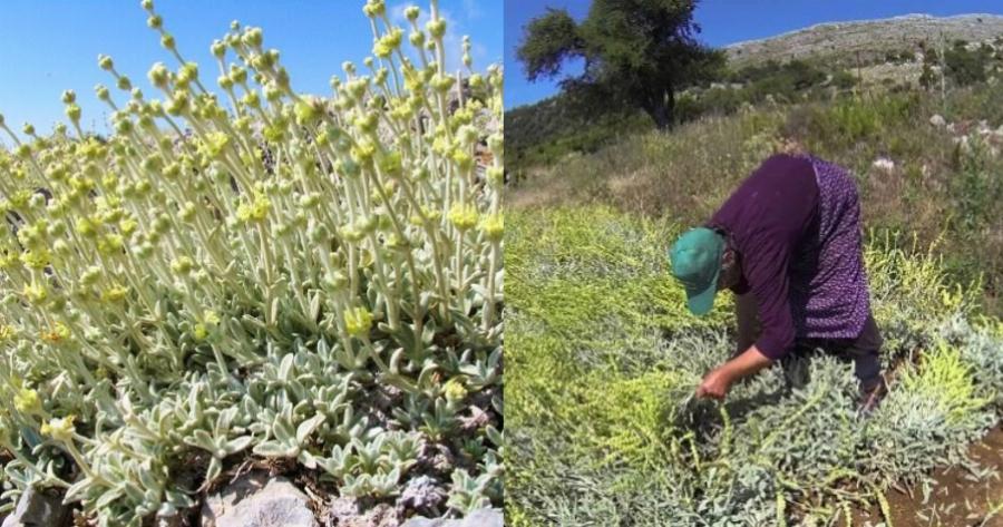 Θαυματουργό τσάι του βουνού: Φάρμακο για τα κρυολογήματα, αντιοξειδωτικό, αγχολυτικό και οι ευεργετικές του ιδιότητες
