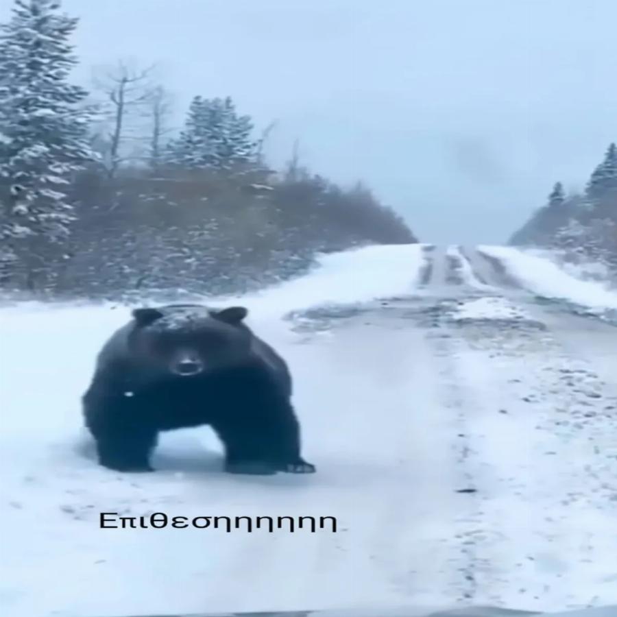 Εξαπάτησε ακόμα και τα τηλεοπτικά κανάλια: Fake news η συνάντηση του οδηγού με καφέ αρκούδα στη Πέλλα