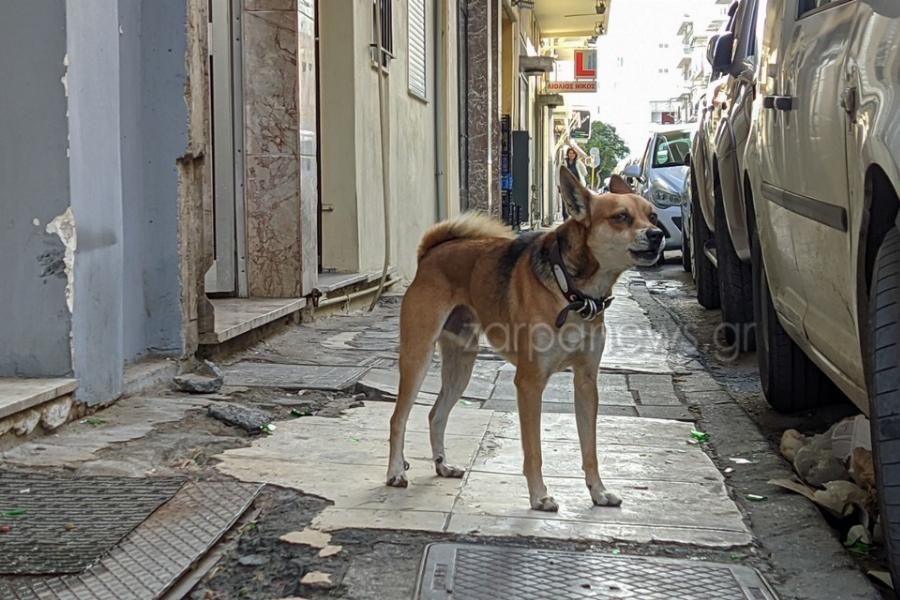 Συγκίνηση με σκυλάκι «Χάτσικο»: Περιμένει υπομονετικά το νεκρό αφεντικό του έξω από το σπίτι στα Χανιά