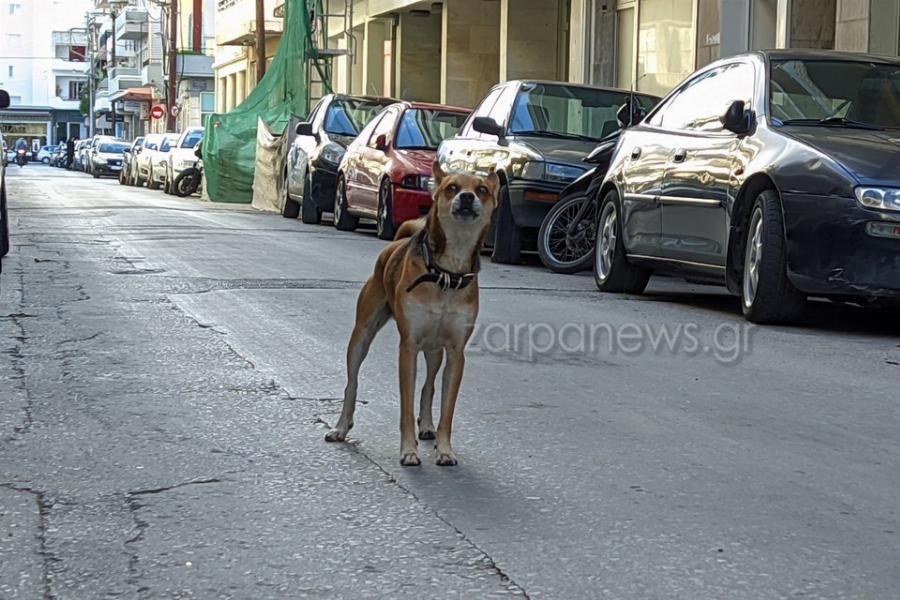 Συγκίνηση με σκυλάκι «Χάτσικο»: Περιμένει υπομονετικά το νεκρό αφεντικό του έξω από το σπίτι στα Χανιά