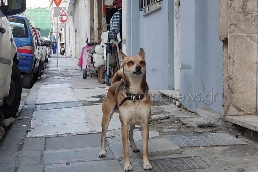 Συγκίνηση με σκυλάκι «Χάτσικο»: Περιμένει υπομονετικά το νεκρό αφεντικό του έξω από το σπίτι στα Χανιά