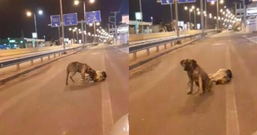 Σκύλος προκάλεσε ρίγη συγκίνησης: Τετράποδος στην Κρήτη θρηνεί για τον φίλο του και δεν τον εγκαταλείπει