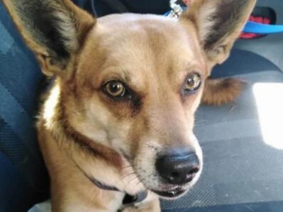 Χαρούμενα νέα για τον Σνούπι: Νέα ζωή για τον σκύλο «χάτσικο» που περίμενε το νεκρό αφεντικό του στα Χανιά