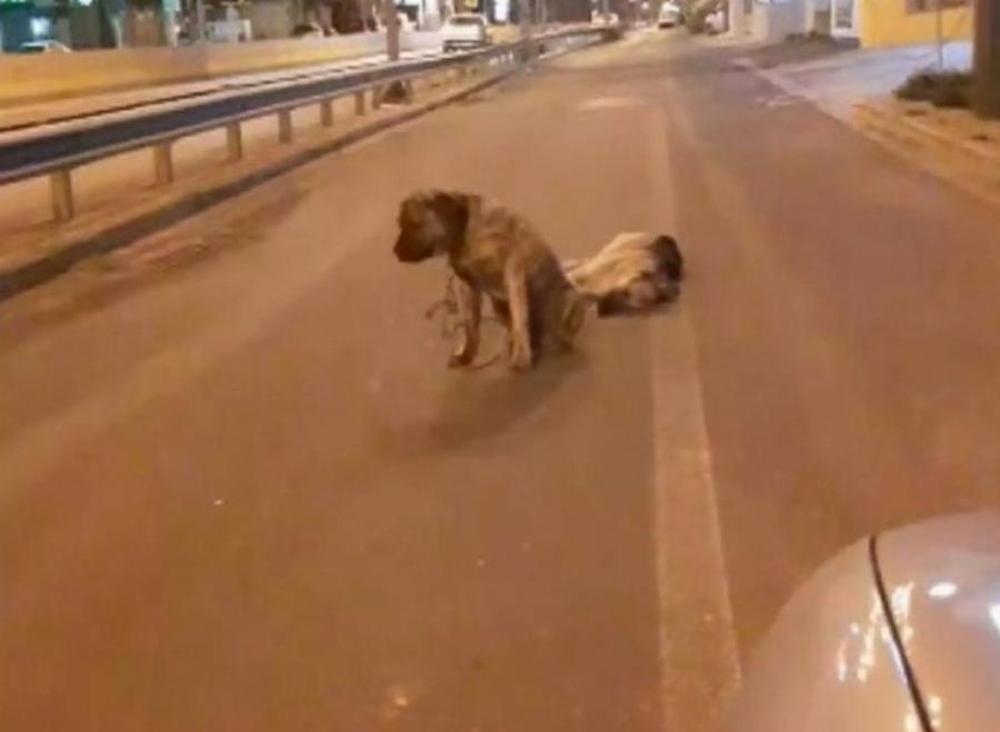 Σκύλος προκάλεσε ρίγη συγκίνησης: Τετράποδος στην Κρήτη θρηνεί για τον φίλο του και δεν τον εγκαταλείπει