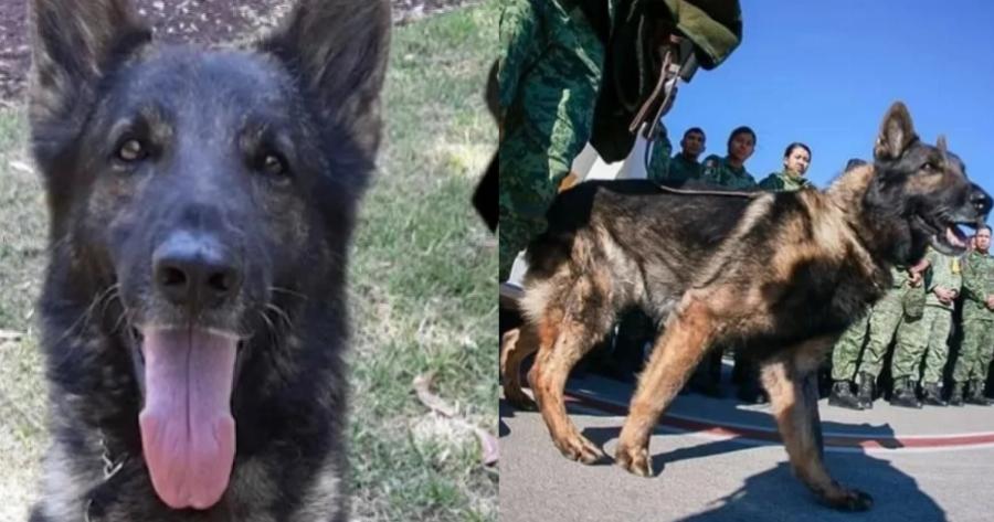 Ρίγη συγκίνησης: Σκύλος-διασώστης κατέρρευσε από κούραση και άφησε την τελευταία του πνοή στο καθήκον στην Τουρκία
