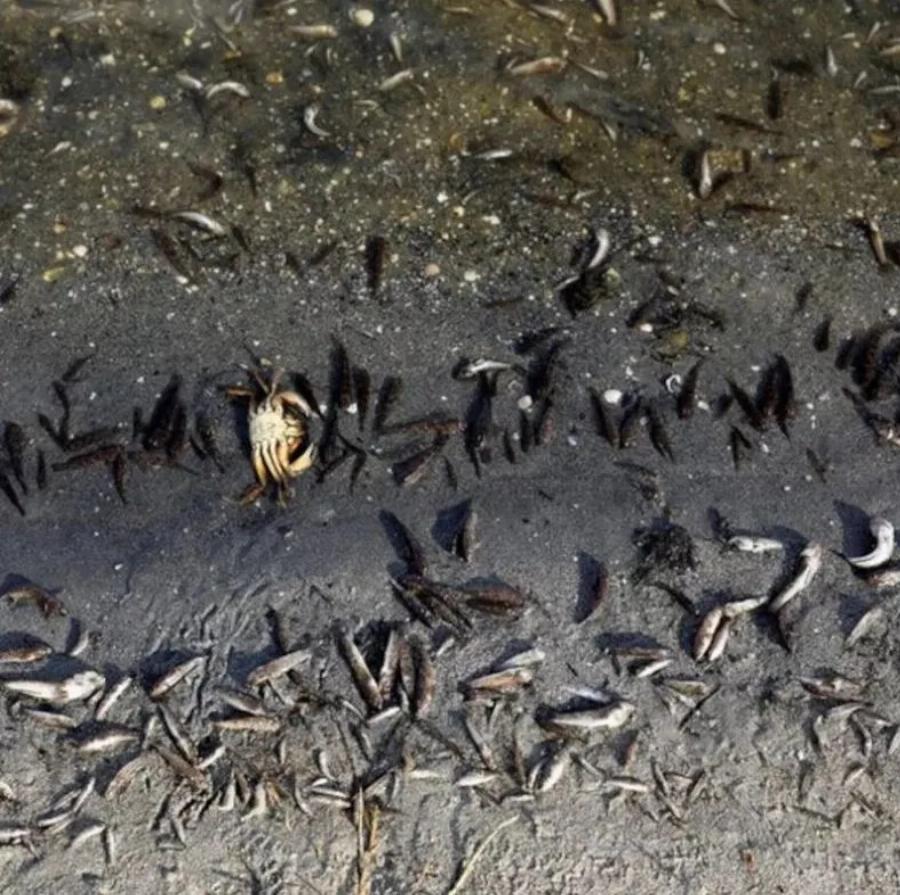 «Έβρεξε» ψάρια στην Αυστραλία: «Άνοιξαν» οι ουρανοί και γέμισαν οι δρόμοι πέρκες