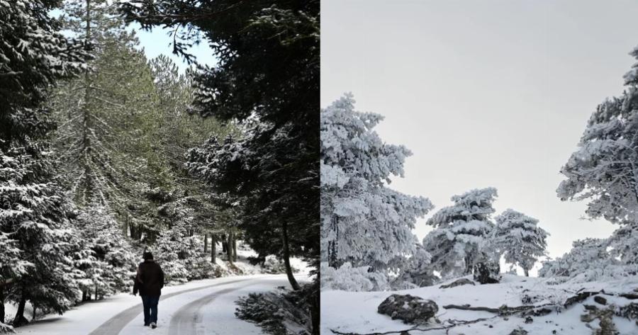 Στα λευκά «ντύθηκε» η Πάρνηθα: Έπεσαν τα πρώτα χιόνια του 2023 και οι εικόνες εντυπωσιάζουν