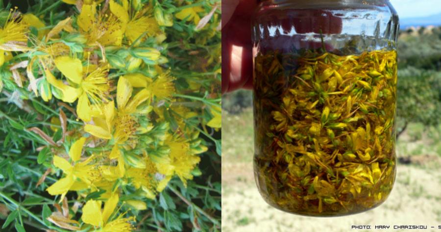 Σπαθόλαδο: Το βάλσαμο των αρχαίων Σπαρτιατών,  που θεραπεύει το έλκος στο στομάχι και την κατάθλιψη