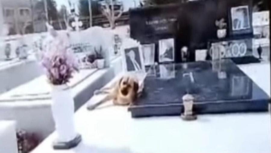 Ρίγη συγκίνησης: Ακοίμητος φρουρός ένας σκύλος στην Κρήτη που δεν λέει να φύγει από το μνήμα του αφεντικού του